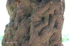Sideroxylon inerme